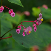 Bégonia Grandis Evansiana