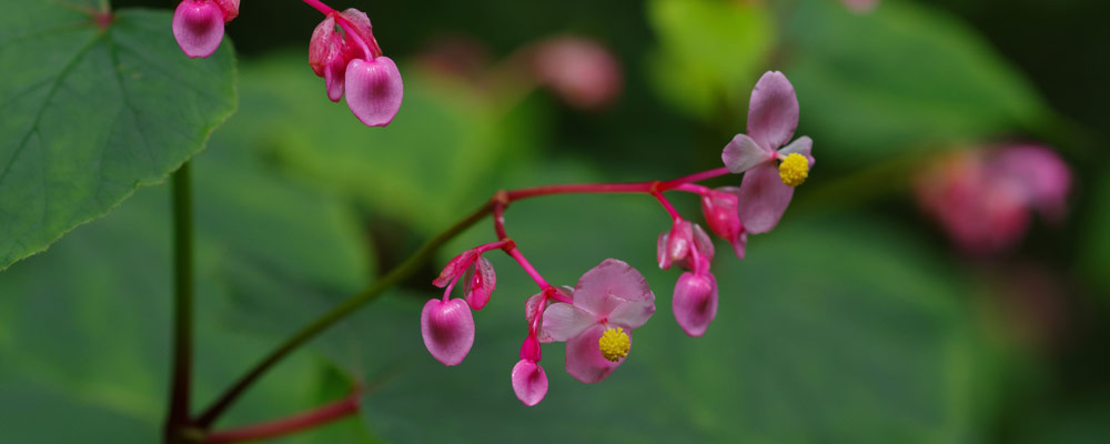 Bégonia Grandis Evansiana