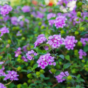 Lantana montevidensis ou Sellowiana