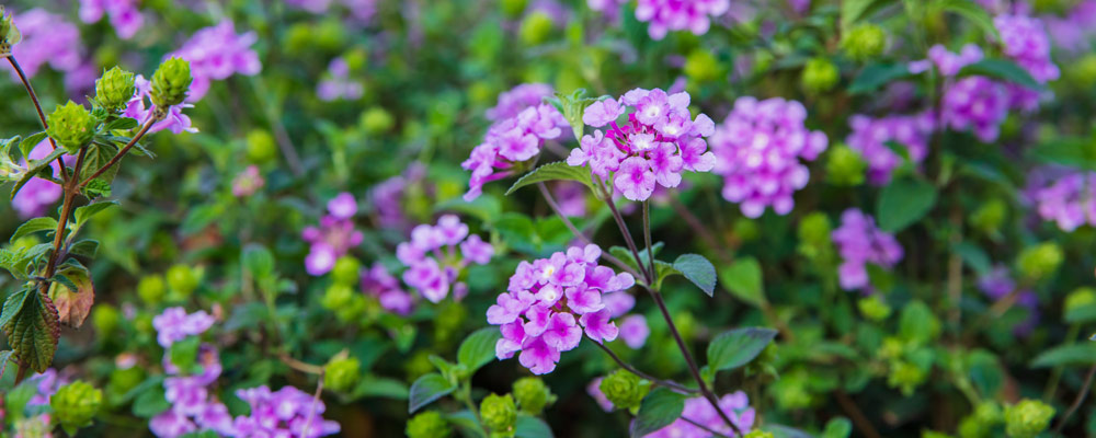 Lantana montevidensis ou Sellowiana