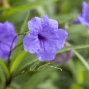 Le Petunia mexicain