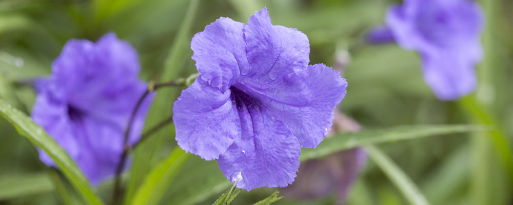 Le Petunia mexicain