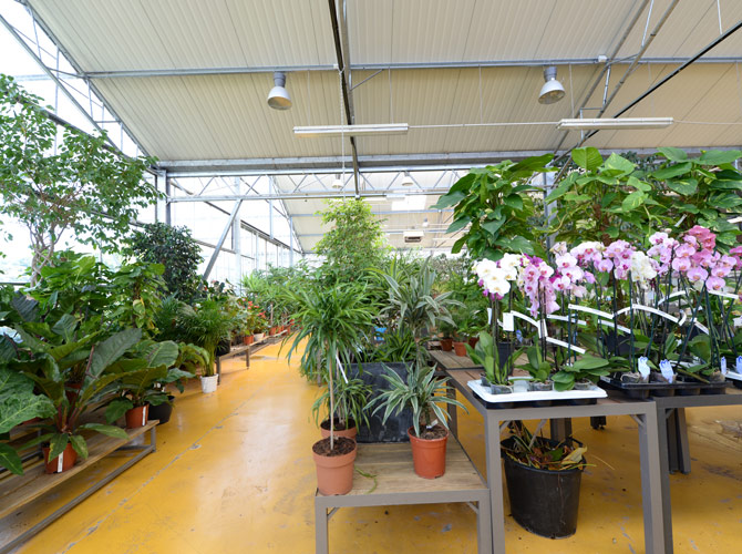 Végétalisez votre intérieur - Jardinerie Clarac