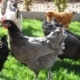 Poules pondeuses