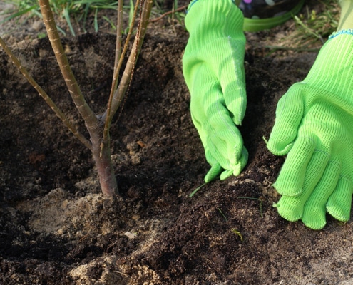 plantation
