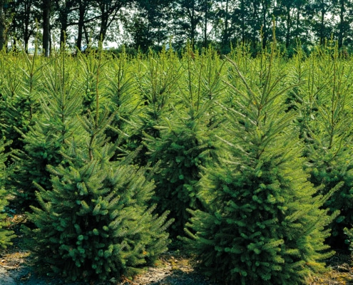 sapin champ