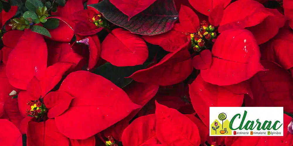 poinsettia-entretien-arrosage Entretien poinsettia : astuces pour prolonger sa floraison