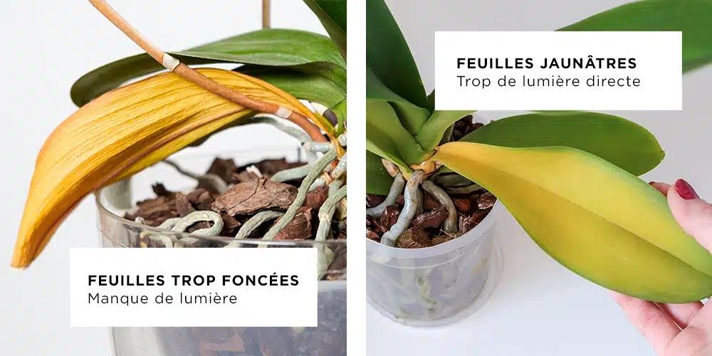 Orchidées malade Orchidées malade