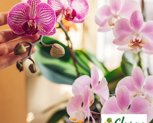 Prendre soin d'une orchidée
