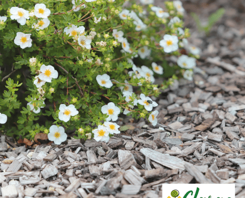 paillage-copeaux-bois-avantages-conseils