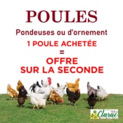 Pormo poules pondeuses