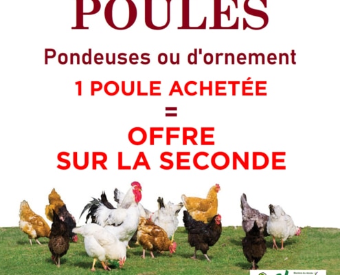 Pormo poules pondeuses