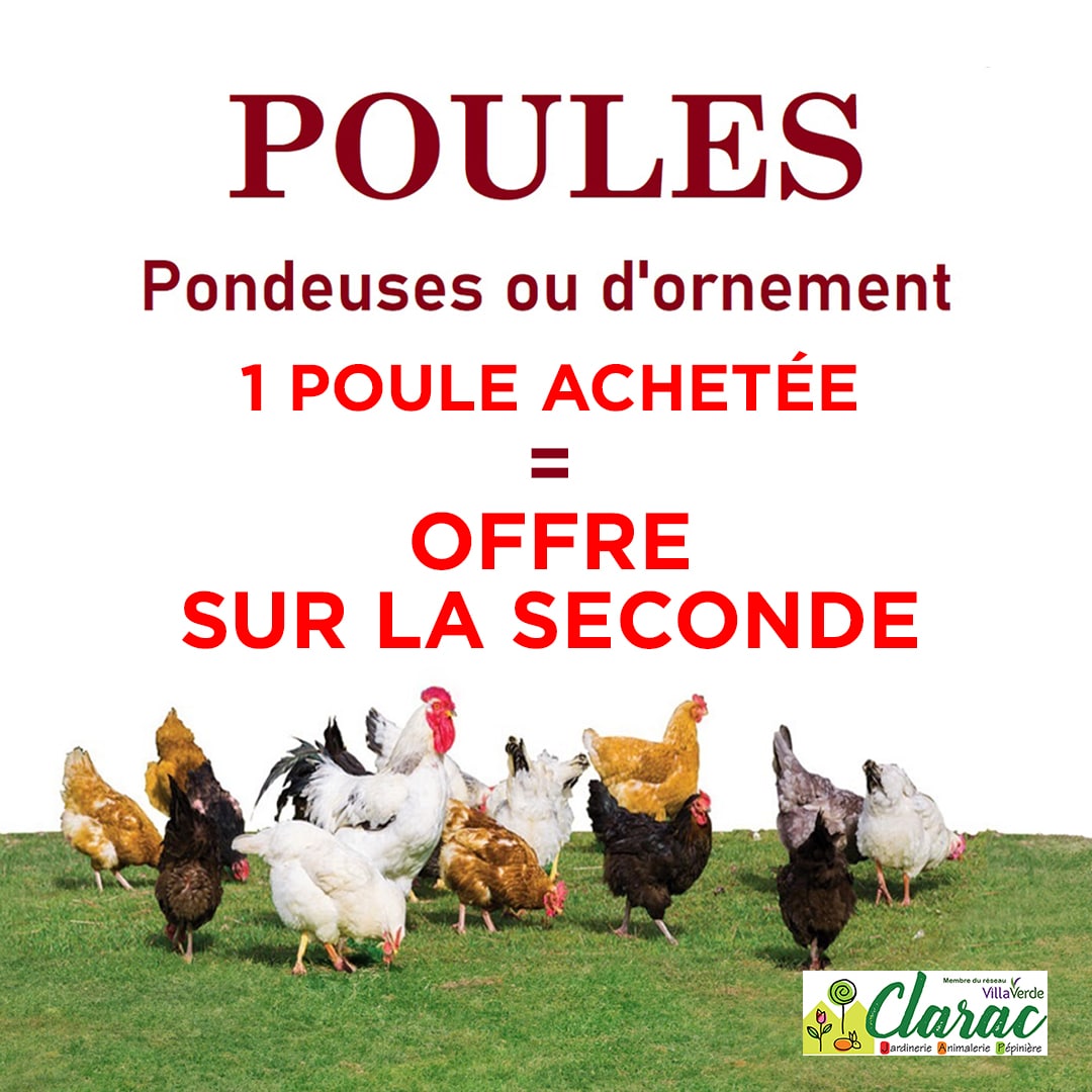Pormo poules pondeuses