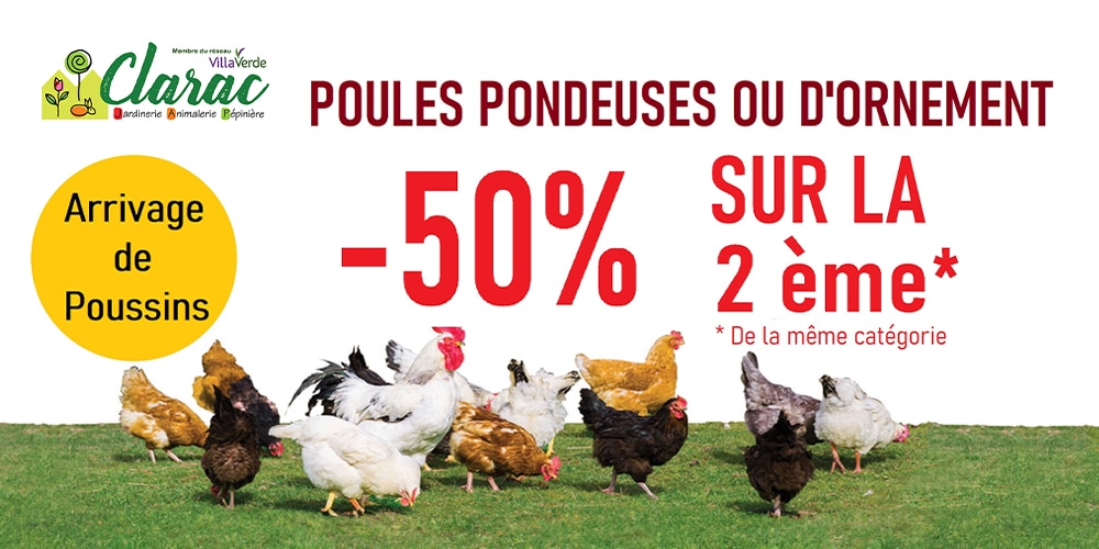 Promo poules pondeuses