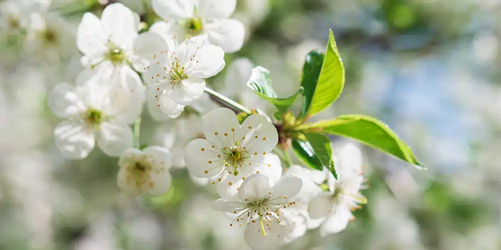 Réveillez votre jardin au printemps avec Clarac