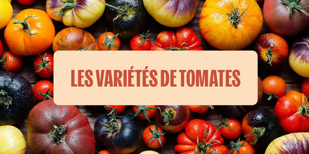 Variétés de tomates colorés