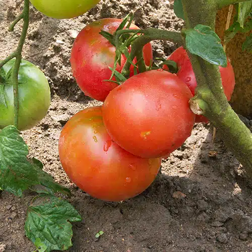 Tomate Rose de berne