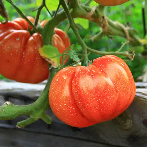 Tomate coeur de boeuf