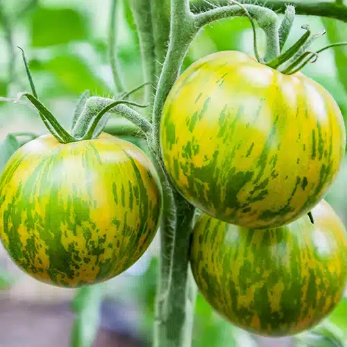 Tomate green zebra