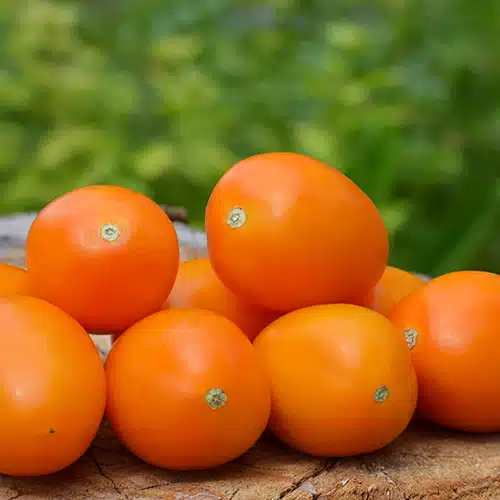 Tomate orange queen