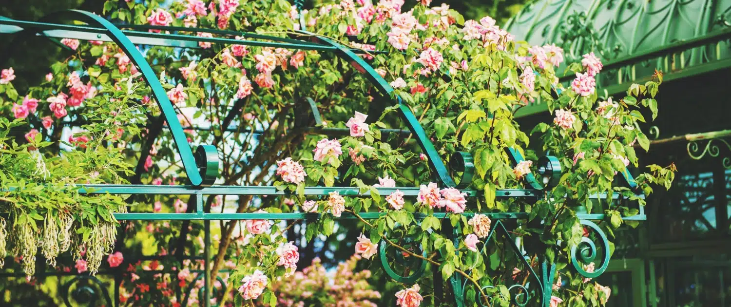 Beautiful flower arch with roses in summer garden
