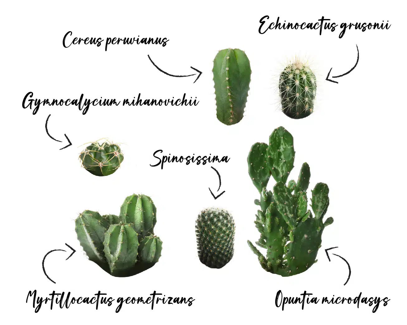 Les Cactaceae (Cactus) Jardinerie Clarac