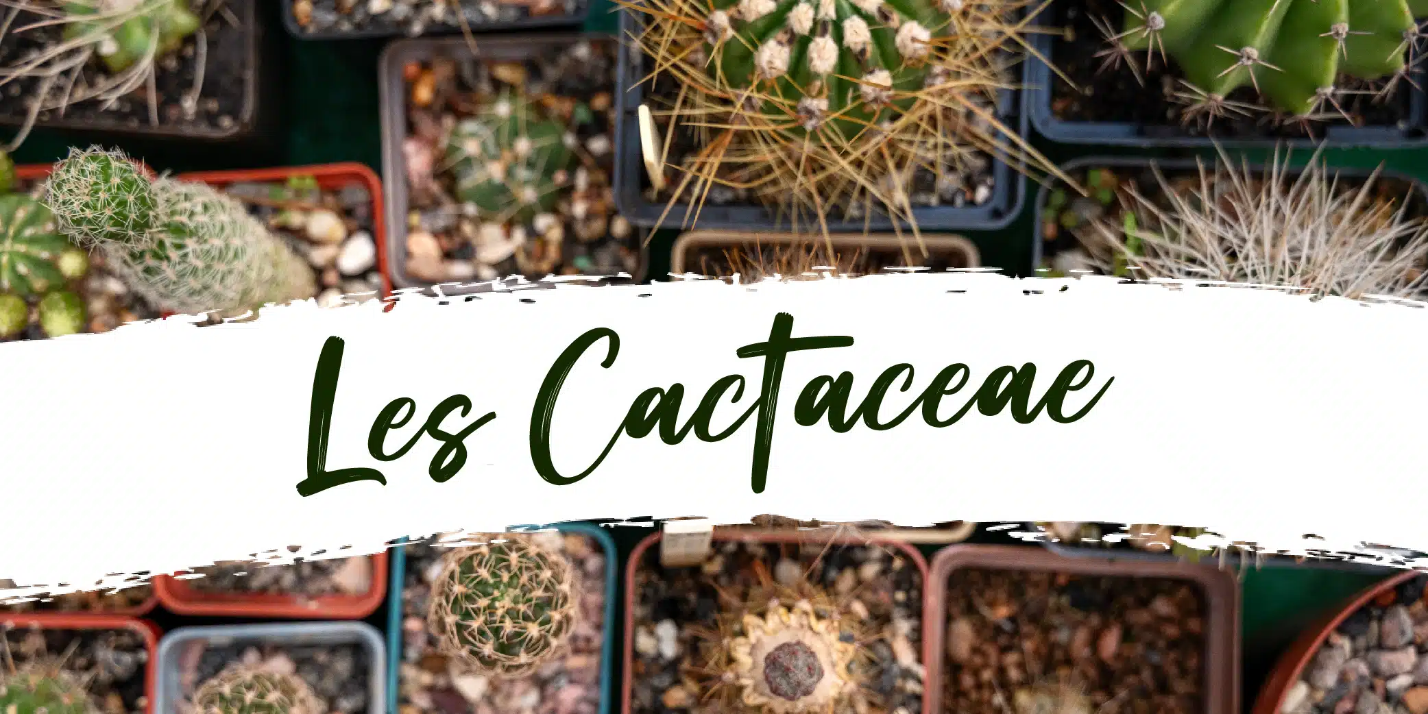 Les Cactaceae (Cactus) Jardinerie Clarac
