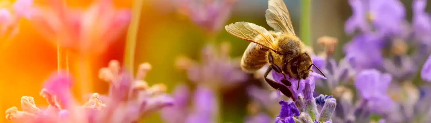The bee pollinates the lavender flowers. Plant decay with insects.