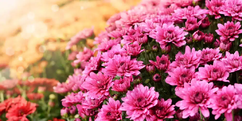 Chrysanthème_Principal