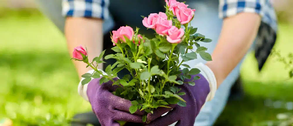 Roses-plantation-jardin