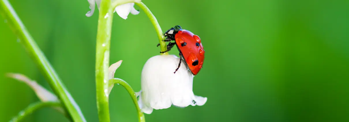 photo jardin romantique (2)