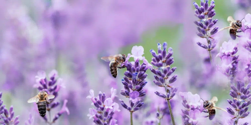 photo jardin romantique