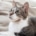 Chat dormant confortablement dans un panier en hauteur