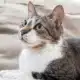 Chat dormant confortablement dans un panier en hauteur