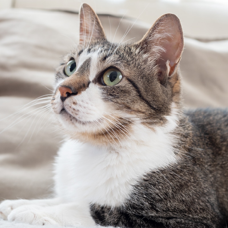 Chat dormant confortablement dans un panier en hauteur