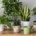 Plantes d’intérieur idéales pour espace de travail