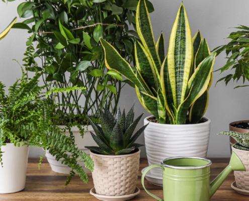 Plantes d’intérieur idéales pour espace de travail