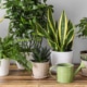 Plantes d’intérieur idéales pour espace de travail
