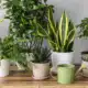 Plantes d’intérieur idéales pour espace de travail