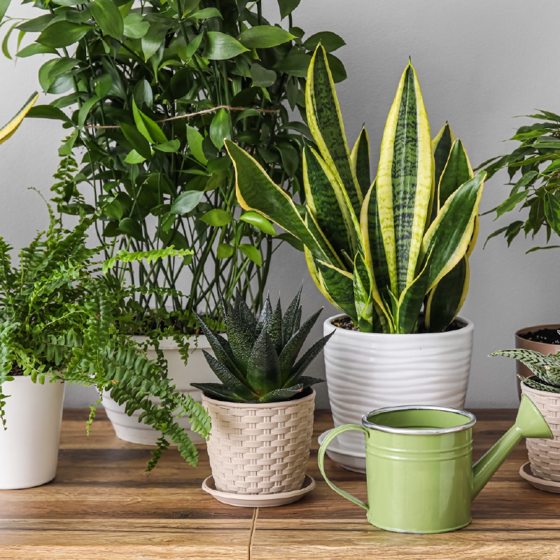 Plantes d’intérieur idéales pour espace de travail