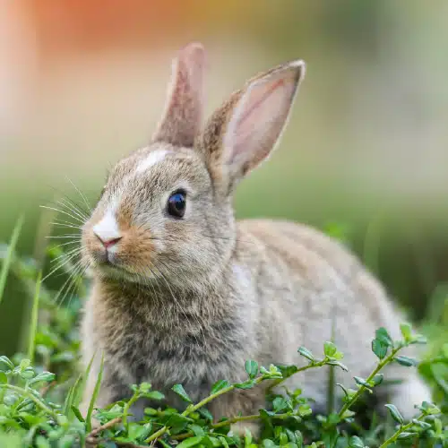 Quels légumes pour vos rongeurs et lapins ?
