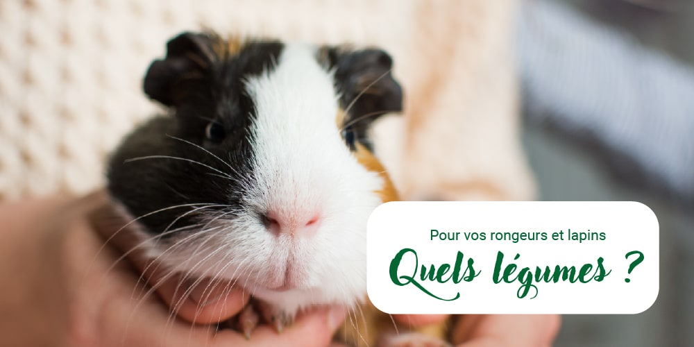 légumes pour rongeurs et lapins