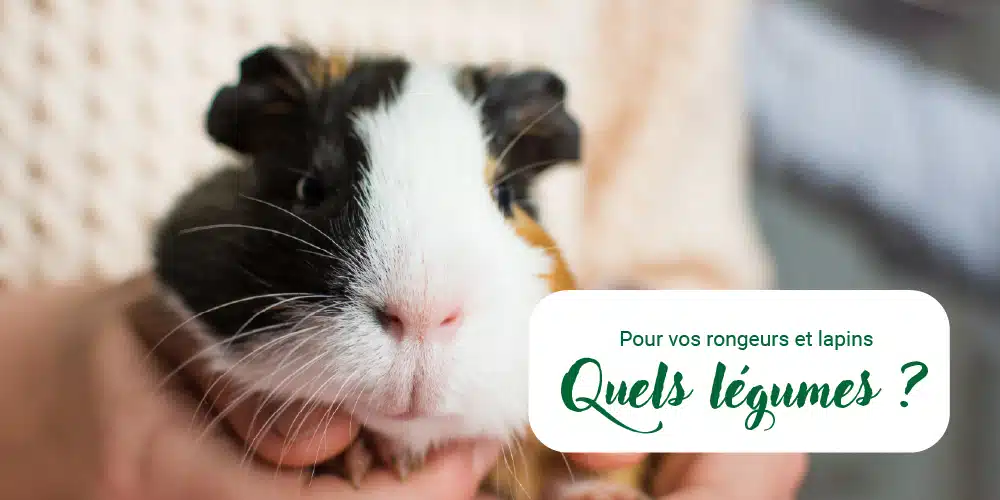 légumes pour rongeurs et lapins légumes pour rongeurs et lapins
