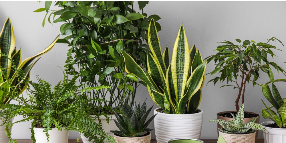 Plantes vertes sur un bureau lumineux et moderne