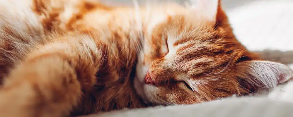 Exemple de panier pour chat confortable