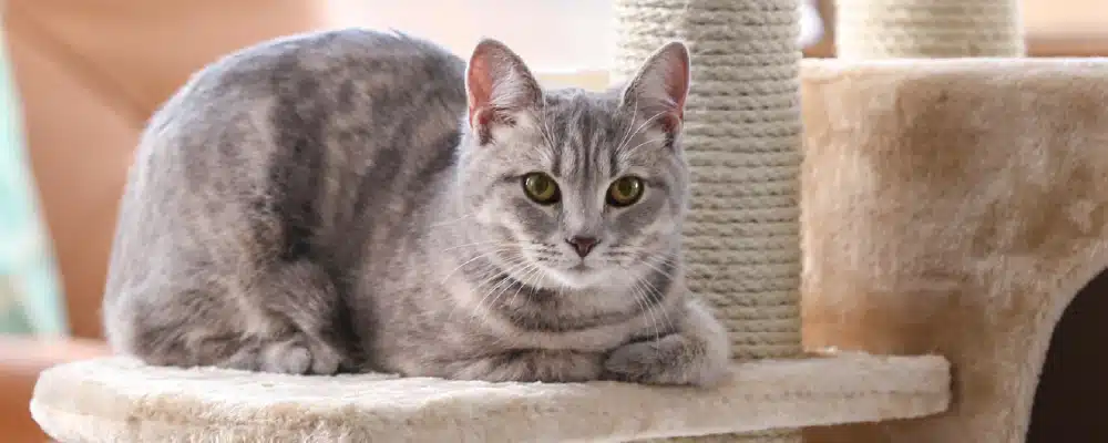 Chat dormant confortablement dans un panier en hauteur