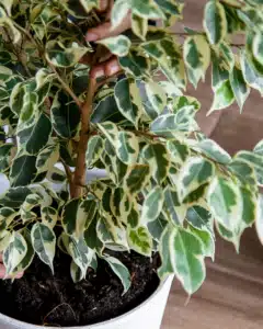 Le Ficus Benjamina Le Ficus Benjamina