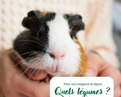 légumes pour rongeurs et lapins