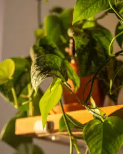 scindapsus