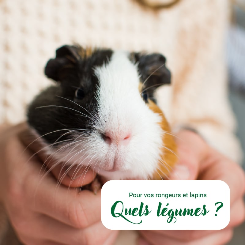 légumes pour rongeurs et lapins